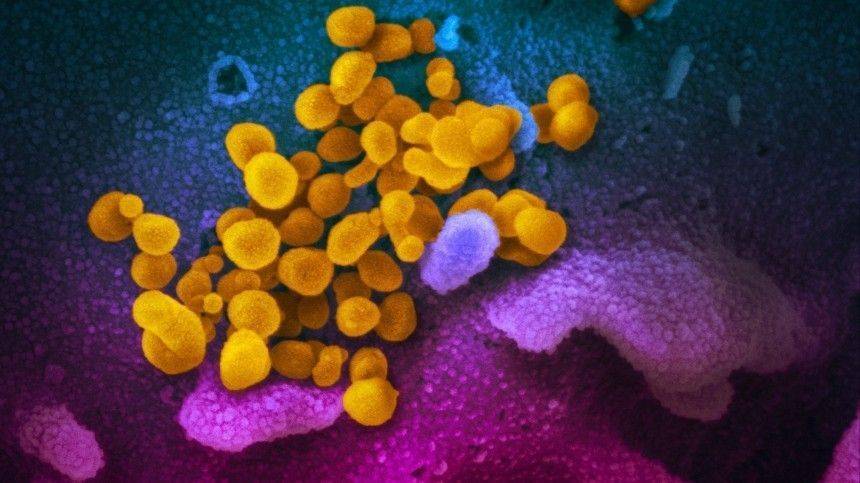 Ученые установили температура гибели коронавируса