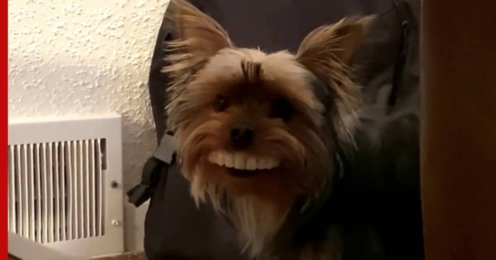 Собака «примерила» вставную челюсть и стала звездой интернета