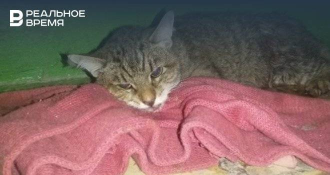 В Челнах пенсионерка спасла кота от издевательств подростка