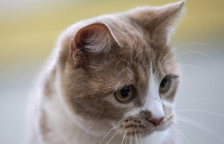 Видео со скучающей без хозяина кошкой растрогало пользователей Reddit