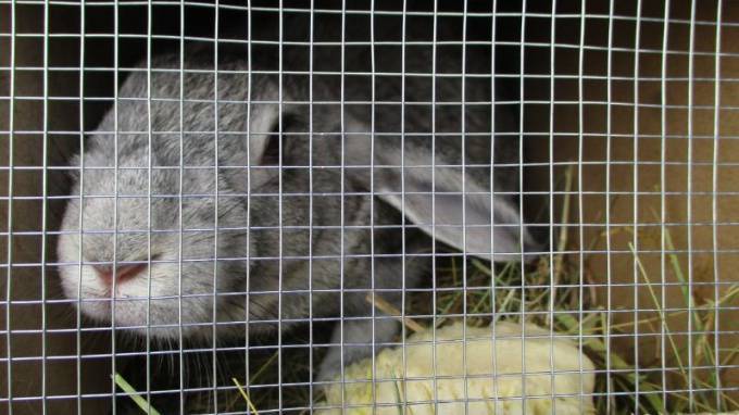 Из Петербурга в Самарскую область для лабораторных исследований отправили 50 кроликов