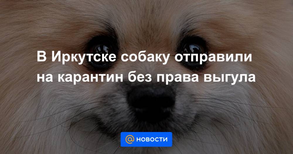 В Иркутске собаку отправили на карантин без права выгула
