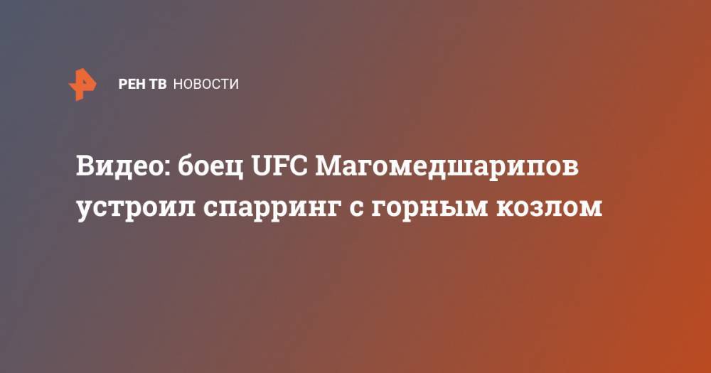 Видео: боец UFC Магомедшарипов устроил спарринг с горным козлом