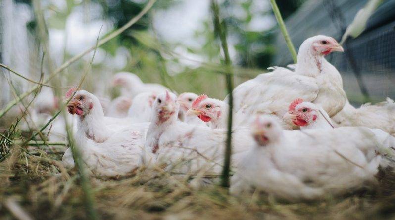 Фермам придется убить 2 миллиона цыплят из-за нехватки работников в кризис коронавируса