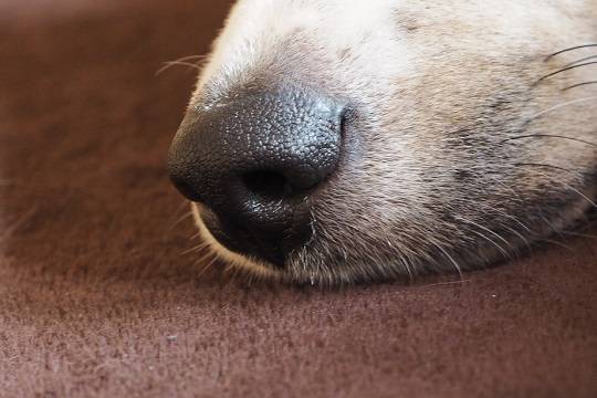Учёные захотели привлечь собак к борьбе с коронавирусом