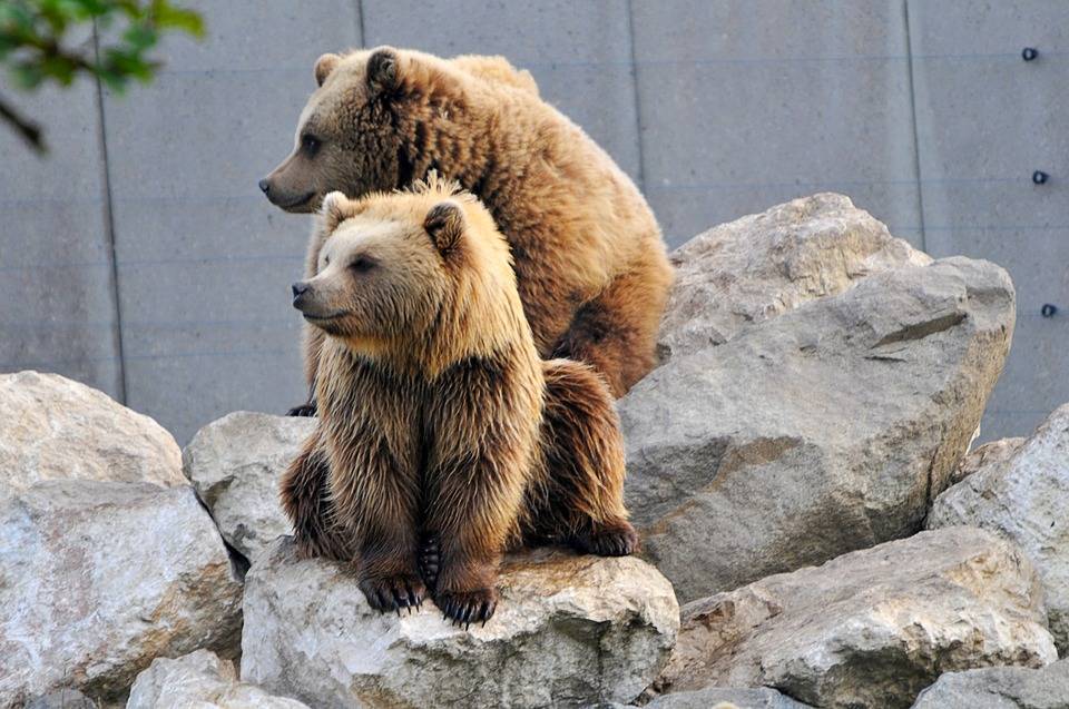 Под Новокузнецком заметили медведицу с медвежатами