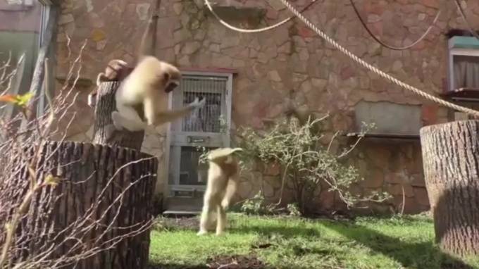 Видео: Гиббоны из Ленинградского зоопарка активно проводят время на самоизоляции