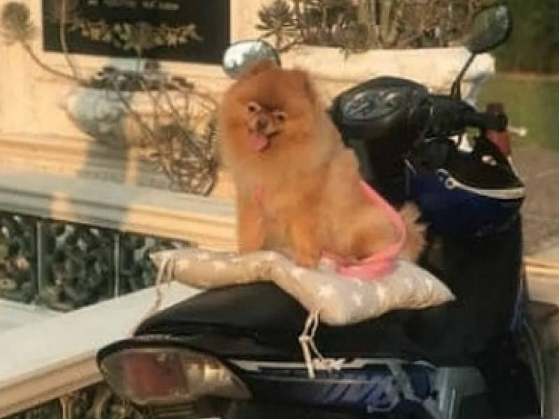 В Забайкалье на карантин посадили собаку, прилетевшую из Таиланда