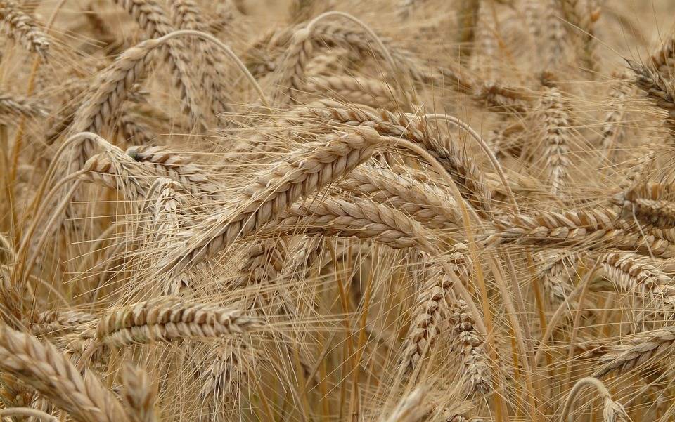 В Минсельхозе заявили, что не планируют увеличивать квоту на экспорт зерна в этом сезоне