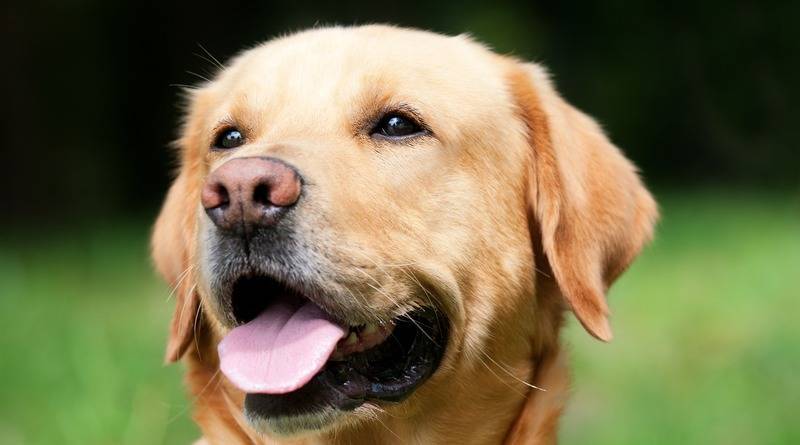 Собаки, вероятно, могут «унюхать» людей с коронавирусом – даже если у них нет симптомов