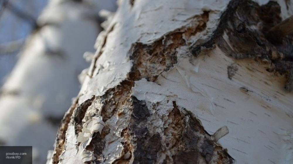 Упавшее дерево убило пятилетнего ребенка в Татарстане