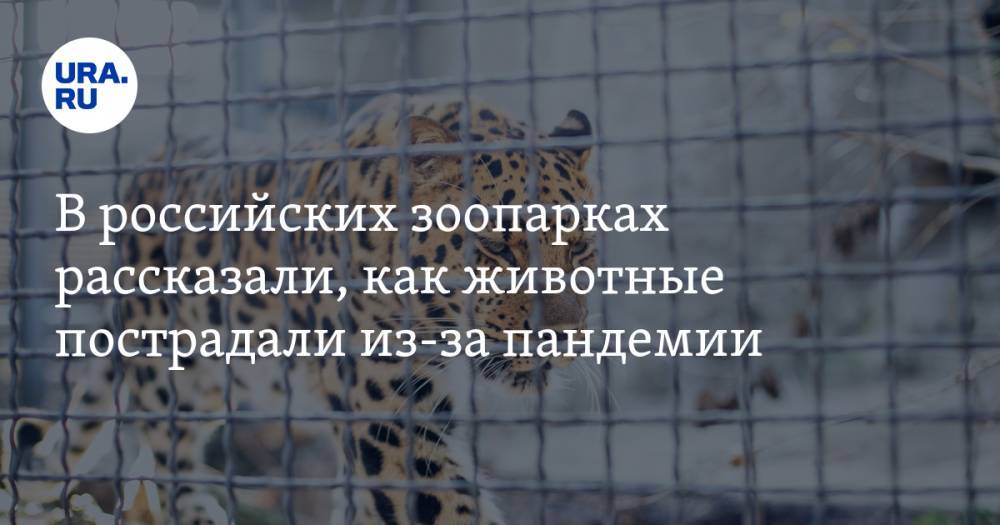 В российских зоопарках рассказали, как животные пострадали из-за пандемии