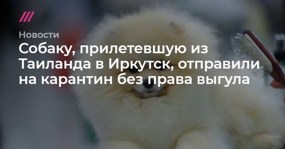 Собаку, прилетевшую из Таиланда в Иркутск, отправили на карантин «без права выгула»