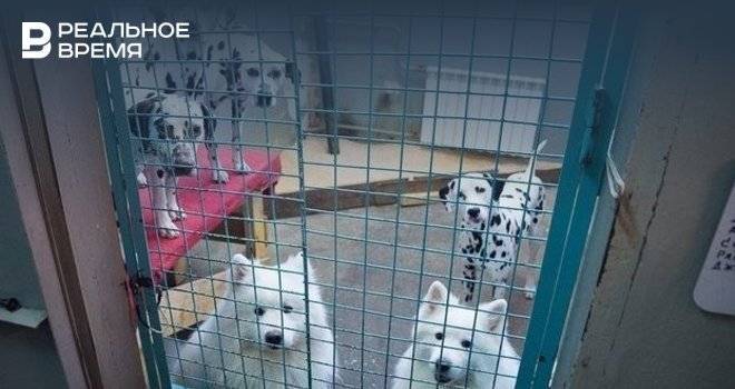 Исполком Челнов заплатит почти 9 млн рублей за отлов и помещение в приюты бездомных животных