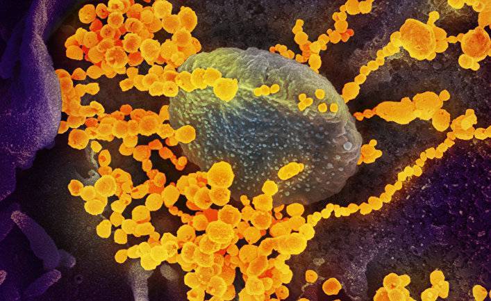 Асахи симбун (Япония): сколько живет новый коронавирус?