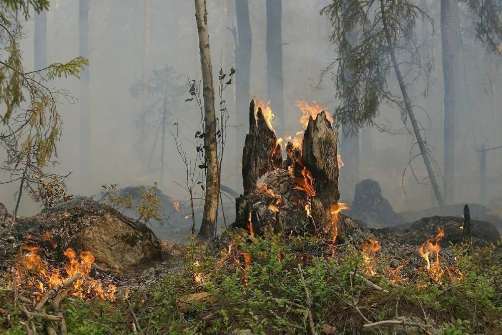 Лесные пожары охватили около 25 тыс. га в России
