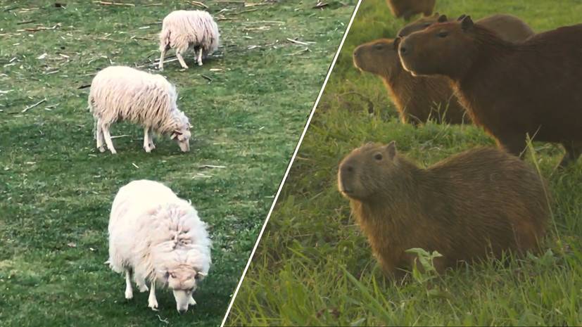 Овцы в центре Берлина и капибары в гольф-клубе: как пандемия коронавируса изменила поведение животных