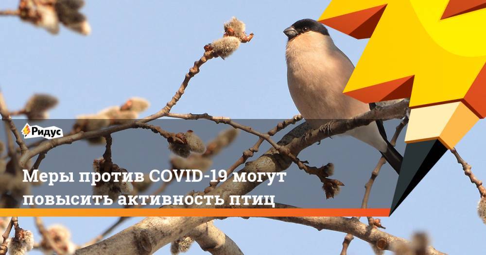 Меры против COVID-19 могут повысить активность птиц