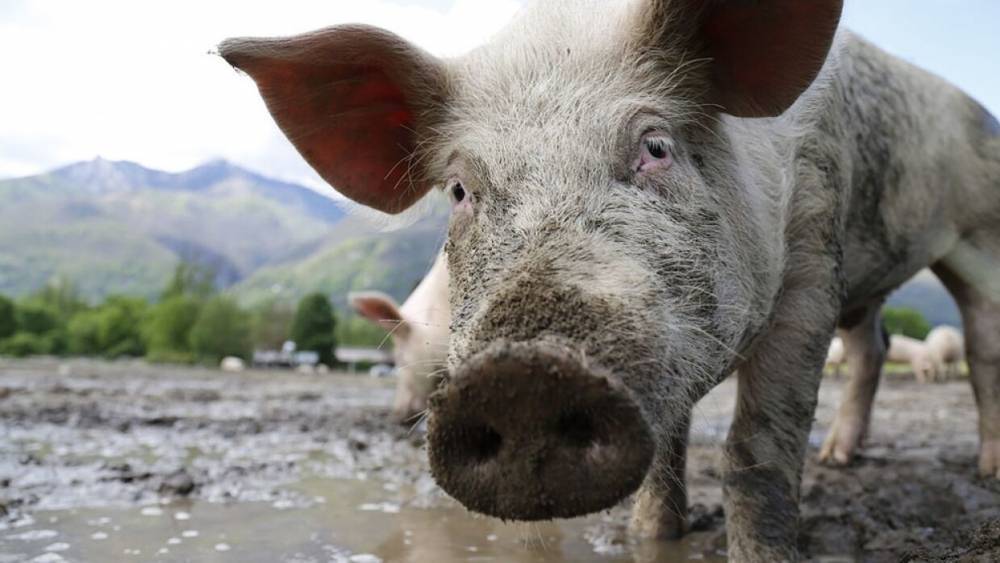 Африканская чума свиней обнаружена на территории Саратовской области