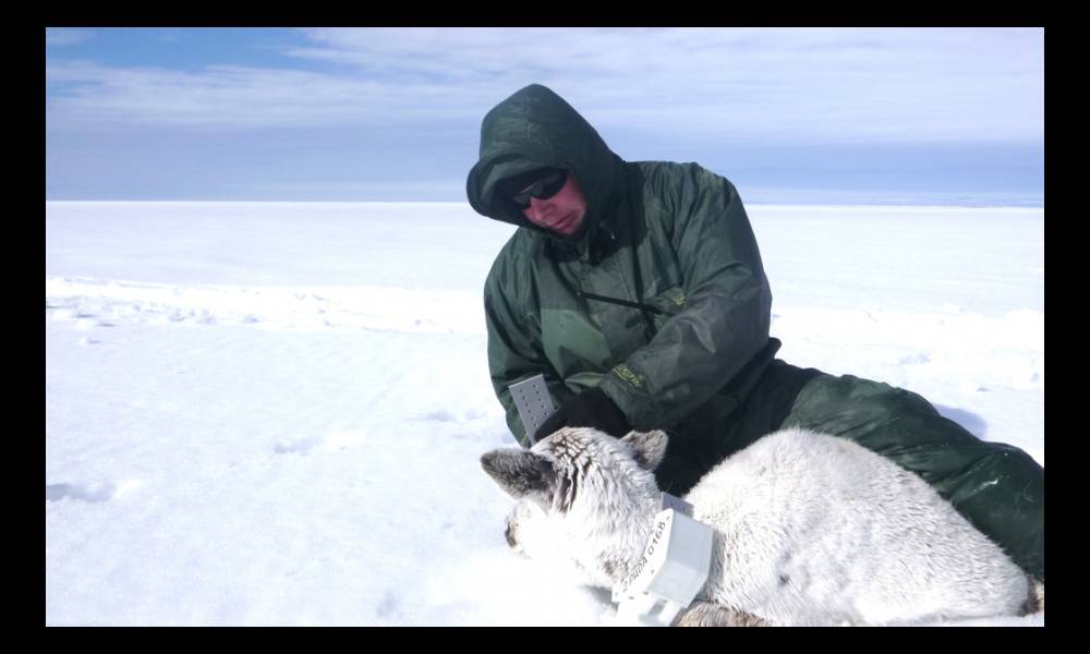 Самоизоляция северных оленей на Ямале озадачила ученых