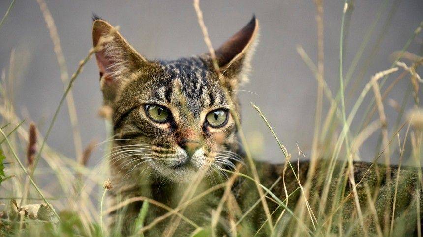 Коронавирус грозит вымиранием кошек — китайские ученые