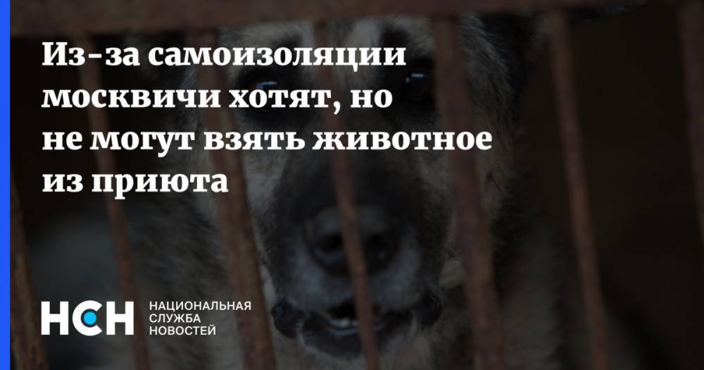 Из-за самоизоляции москвичи хотят, но не могут взять животное из приюта
