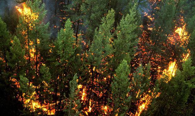 В регионах Сибири площадь лесных пожаров превысила отметку в 100 тысяч гектар