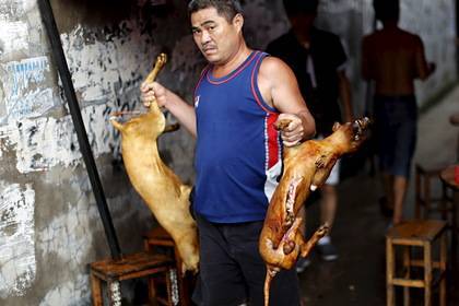 В Китае впервые запретили есть собак и кошек