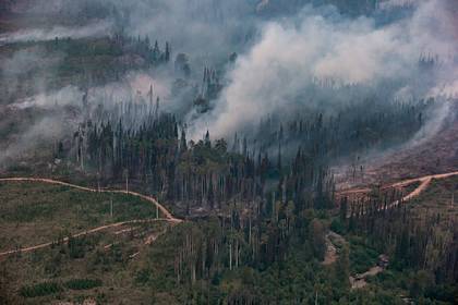 На Камчатке за лесными пожарами будут следить при помощи квадрокоптеров