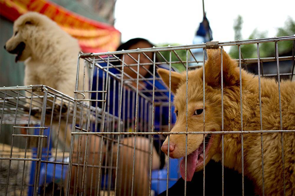 Шэньчжэнь стал первым городом в Китае, где запретили есть кошек и собак
