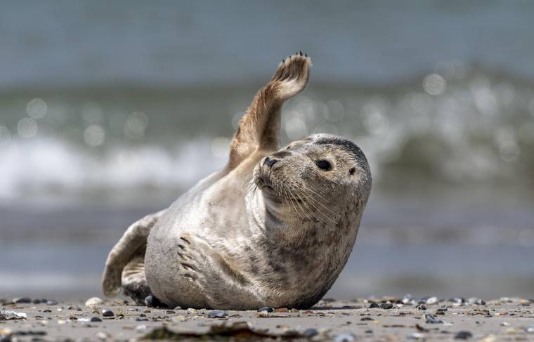 Под Петербургом за сутки спасли двух ослабленных серых тюленей