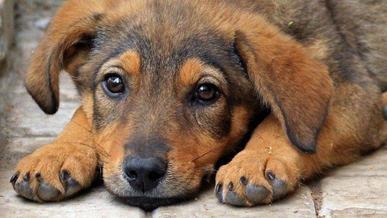 В Железноводске организуют помощь бездомным животным в период самоизоляции