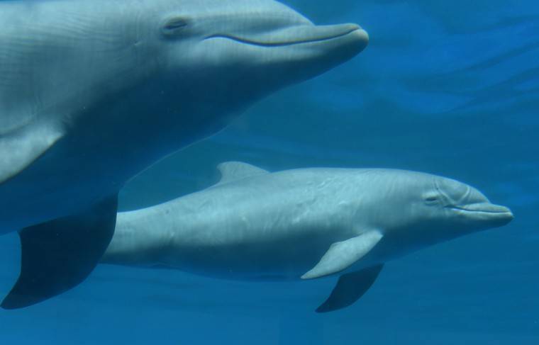 Самцы дельфинов могут петь дуэтом для привлечения внимания подруги