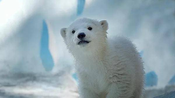 Подопечные "Роснефти" - белые медведи зоопарка «Орто Дойду» покажут своего новорожденного медвежонка в режиме он-лайн