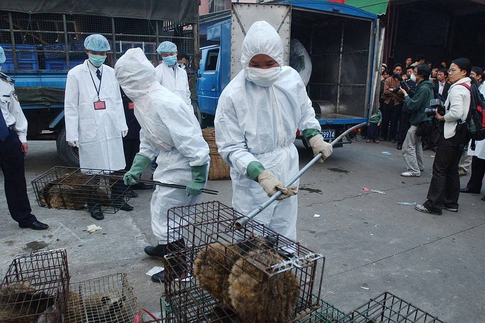 Шэньчжэнь первым из городов Китая запретил есть собак и кошек