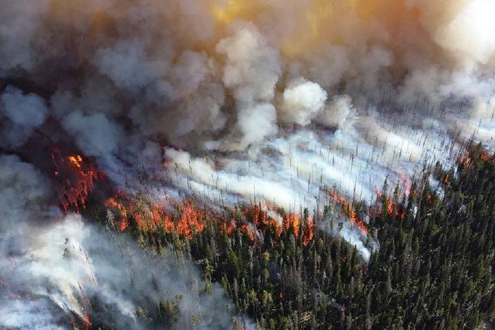 124 лесных пожара потушили в России за прошедшие сутки