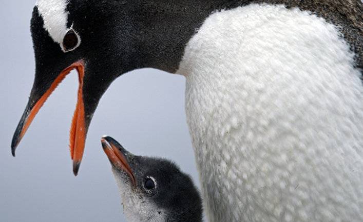 Business Insider (США): пингвины разгуливают по опустевшему Кейптауну