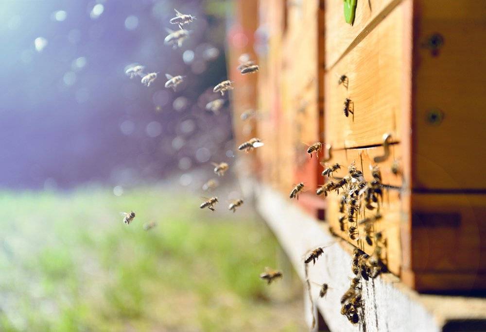 Почему федеральное правительство предпринимает большие усилия по защите пчел