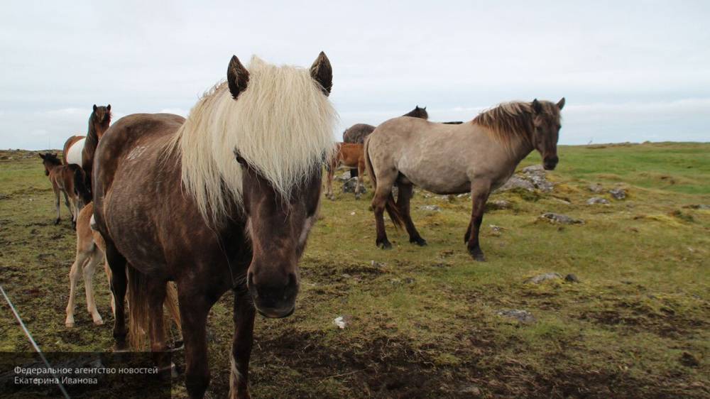 Трупы лошадей и собак нашли на пепелище пожара в екатеринбургской конюшне