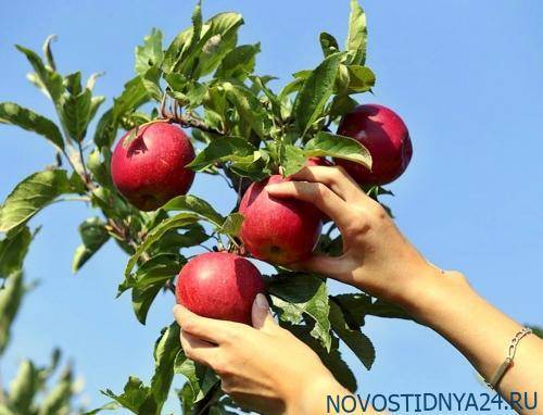 Госдума занялась правилами сбора соседских яблок