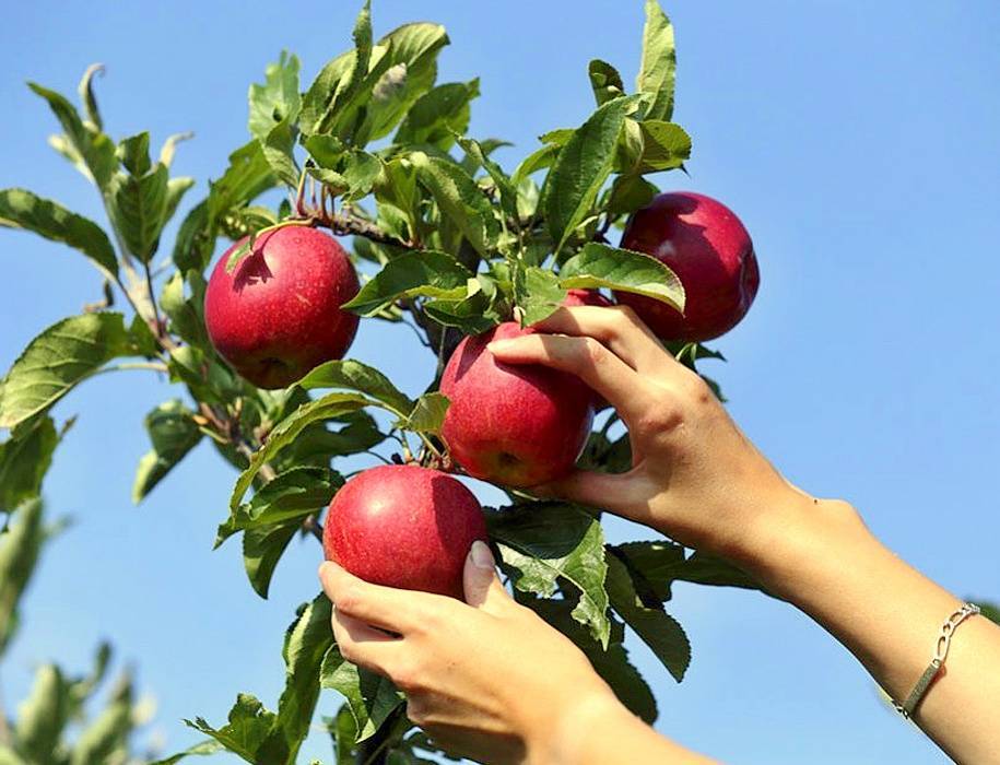 Госдума занялась правилами сбора соседских яблок