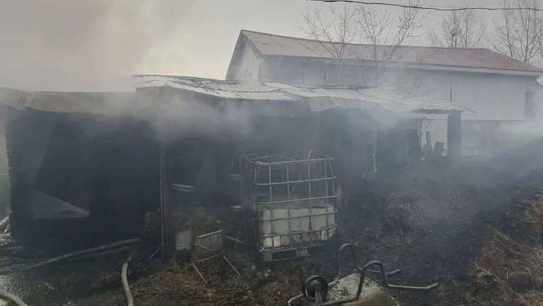 В конюшне Екатеринбурга сгорели живьем 12 лошадей, восемь собак и козы