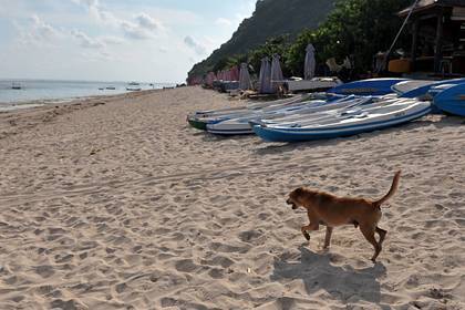 Застрявшие на Бали украинцы сравнили себя с брошенными собаками