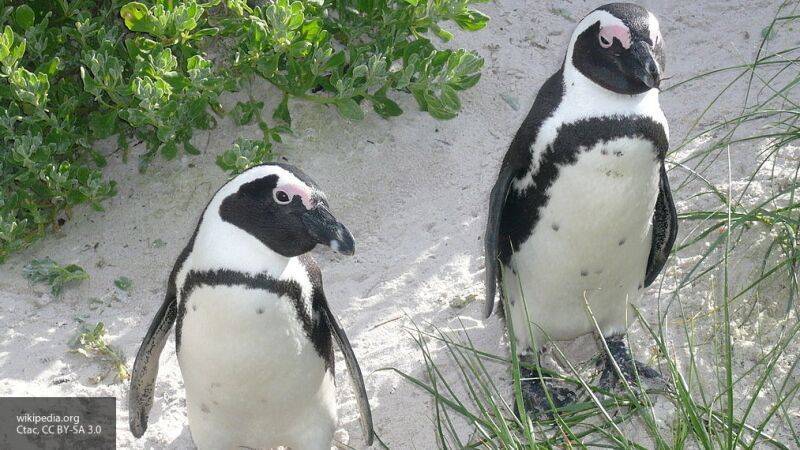 Троица пингвинов прогулялась по улицам Кейптауна и попала на видео