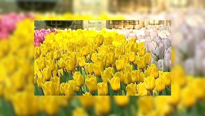 К 1 мая Калугу украсят сотни тысяч тюльпанов