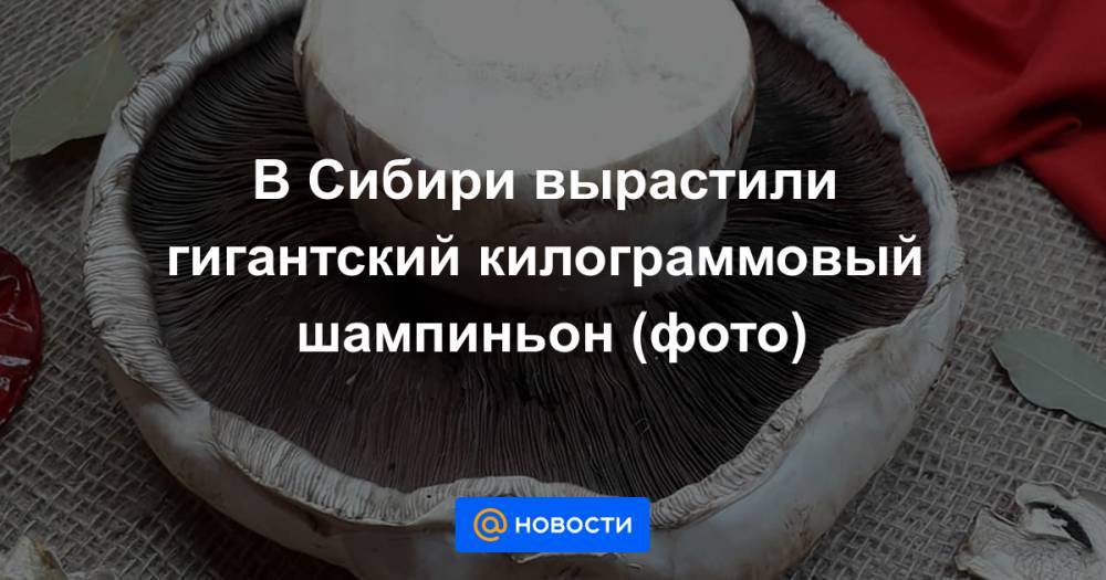 В Сибири вырастили гигантский килограммовый шампиньон (фото)