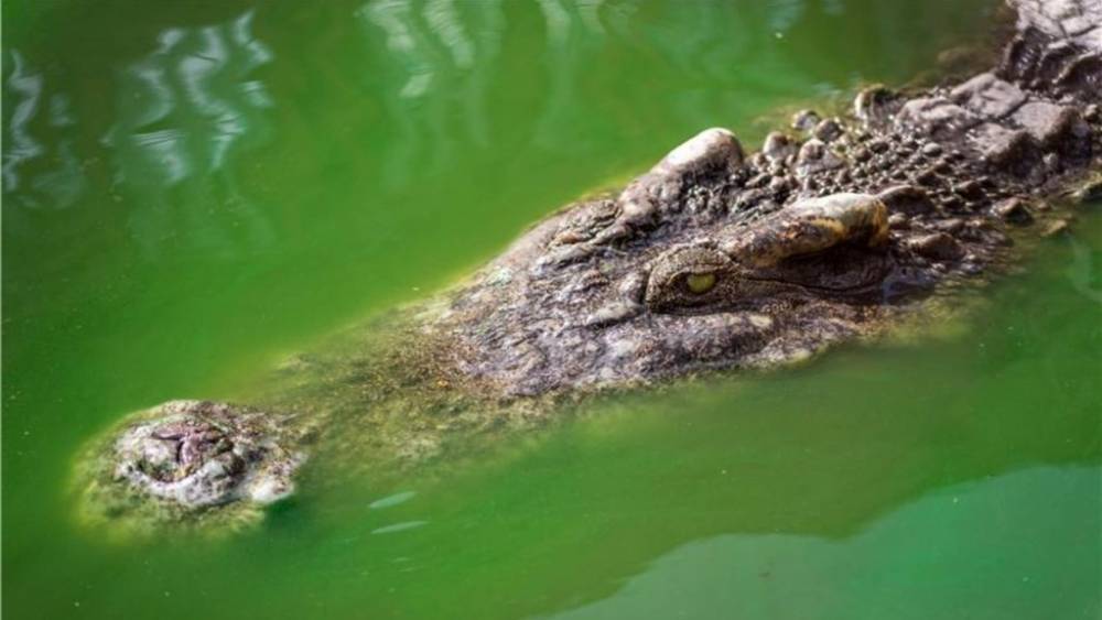 Храбрая мать спасла своего малолетнего сына из пасти крокодила
