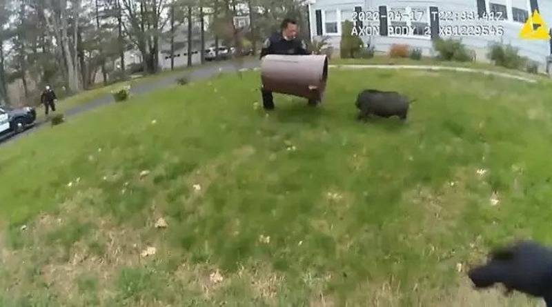 В США полицейские 45 минут гонялись за сбежавшей свиньей, пытаясь поймать ее мусорным ведром (видео)