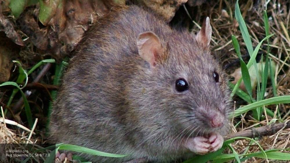Биолог прокомментировал вероятность появления крыс-каннибалов в городах России в пандемию