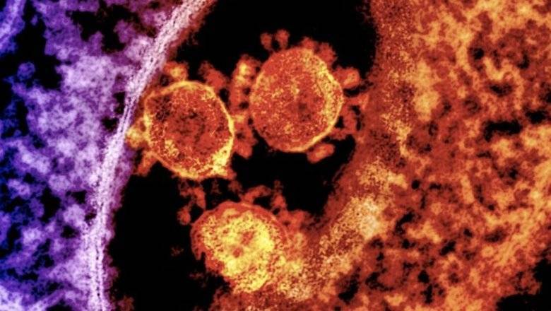 Мутация сделала коронавирус еще опаснее